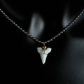 Collier avec Pendentif Dent de Requin Blanche